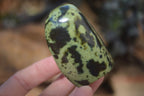 Polished Leopard Stone Free Forms  x 12 From Zimbabwe - Toprock Gemstones and Minerals 
