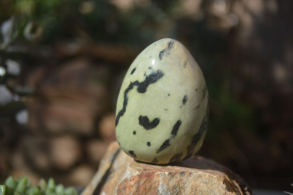 Polished Leopard Stone Free Forms  x 6 From Zimbabwe - Toprock Gemstones and Minerals 