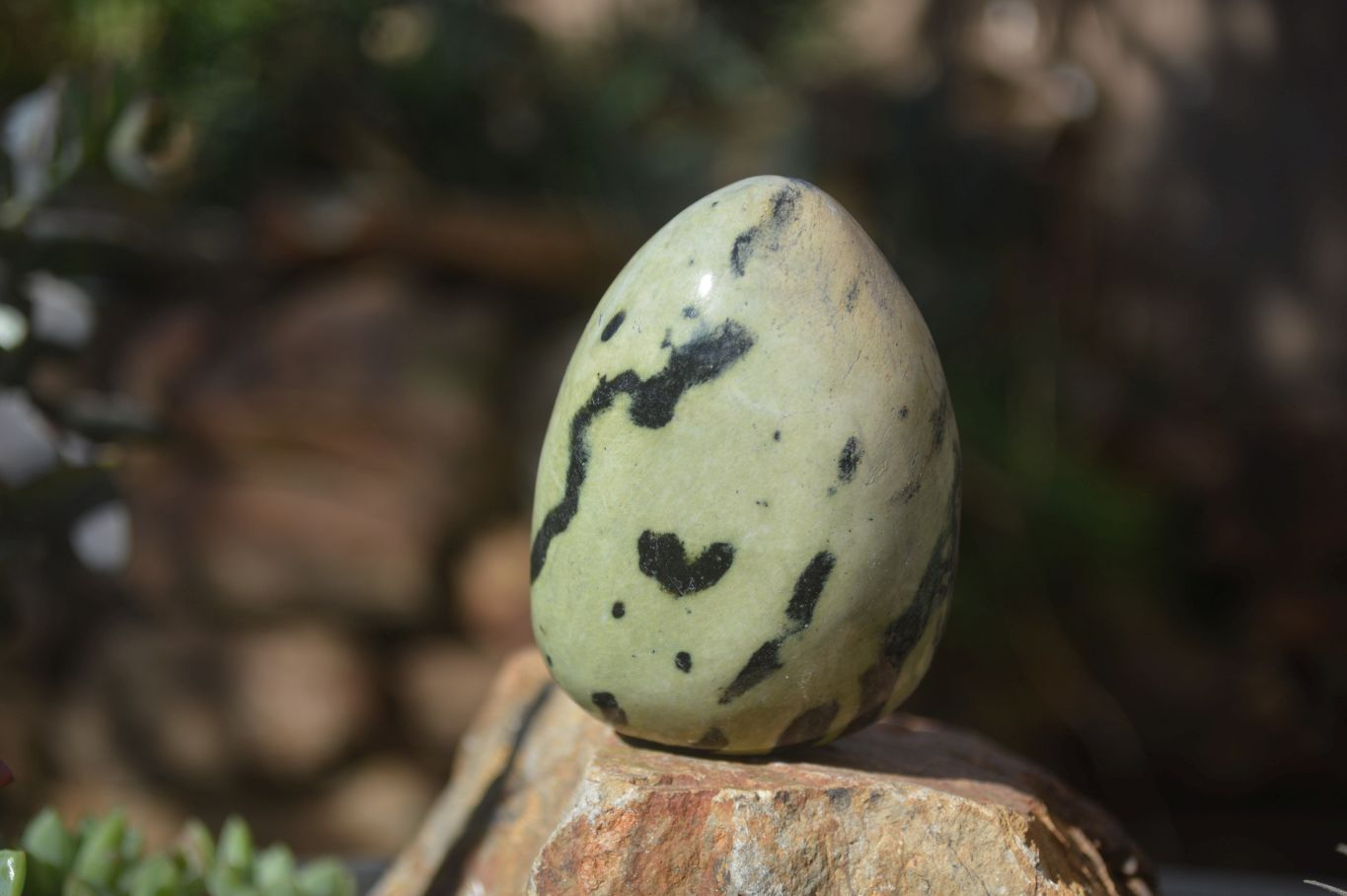 Polished Leopard Stone Free Forms  x 6 From Zimbabwe - Toprock Gemstones and Minerals 
