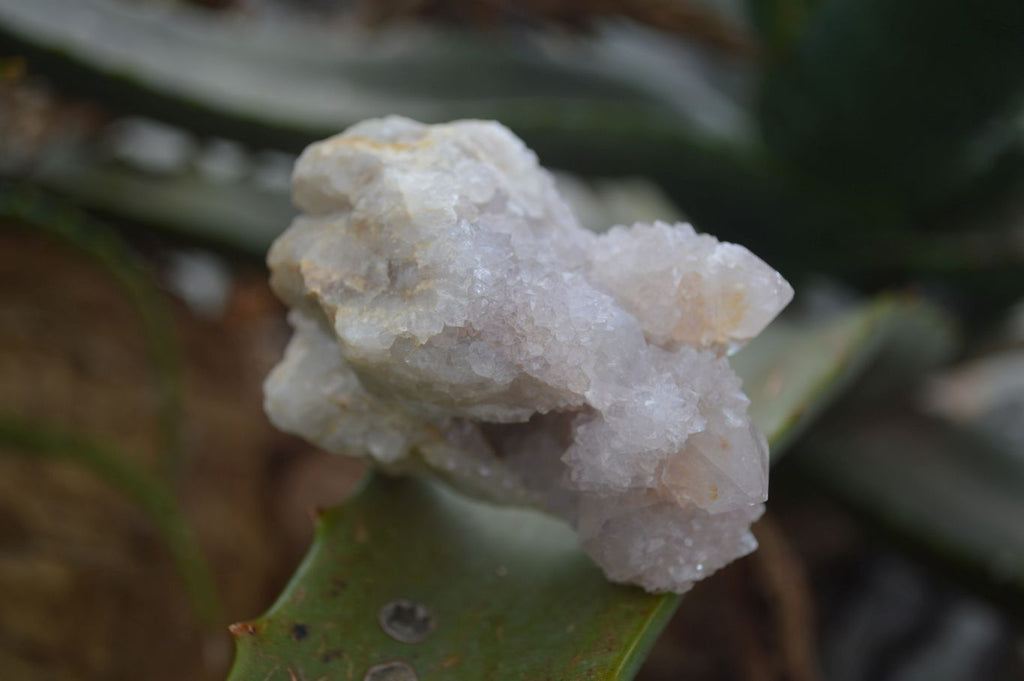 Natural Mixed Spirit Quartz Clusters  x 24 From Boekenhouthoek, South Africa - TopRock