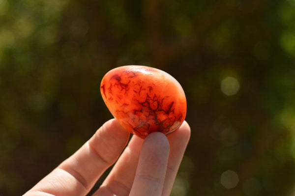 Polished Beautiful Selection Of Carnelian Agate Eggs  x 20 From Madagascar - TopRock