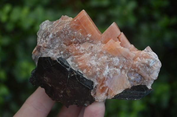 Natural Rough Orange Calcite Cobbed Specimens  x 6 From Namibia - Toprock Gemstones and Minerals 