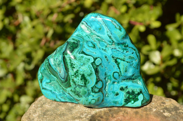 Polished Malacholla (Malachite & Chrysocolla) Free Form With Gorgeous Flower Patterns  x 6 From Congo - TopRock
