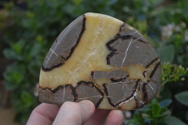 Polished Septerye Free Form Slices   x 12 From Mahajanga, Madagascar - Toprock Gemstones and Minerals 