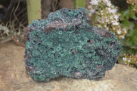 Natural Drusy Coated Ball Malachite On Dolomite Specimen  x 1 From Likasi, Congo - Toprock Gemstones and Minerals 