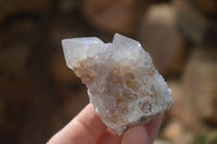 Natural Cactus Flower Spirit Quartz Specimens x 12 From Boekenhouthoek, South Africa