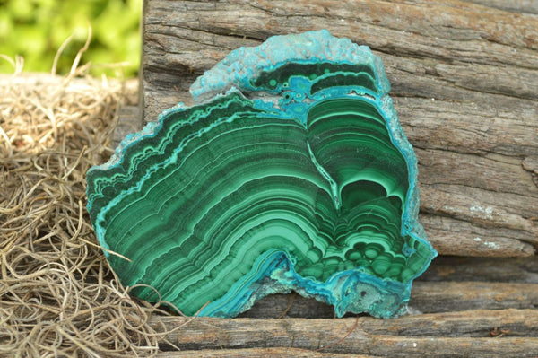 Polished Malachite Slices With Chrysocolla Edging x 6 From Congo - TopRock