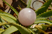 Polished Rare Blue Rose Quartz Spheres With Asterisms  x 3 From Madagascar - TopRock