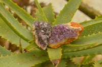Natural Small Dark "Amethystos" Amethyst Clusters x 63 From Kwaggafontein, South Africa - TopRock