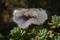 Polished Crystal Centred Agate Geodes  x 5 From Madagascar