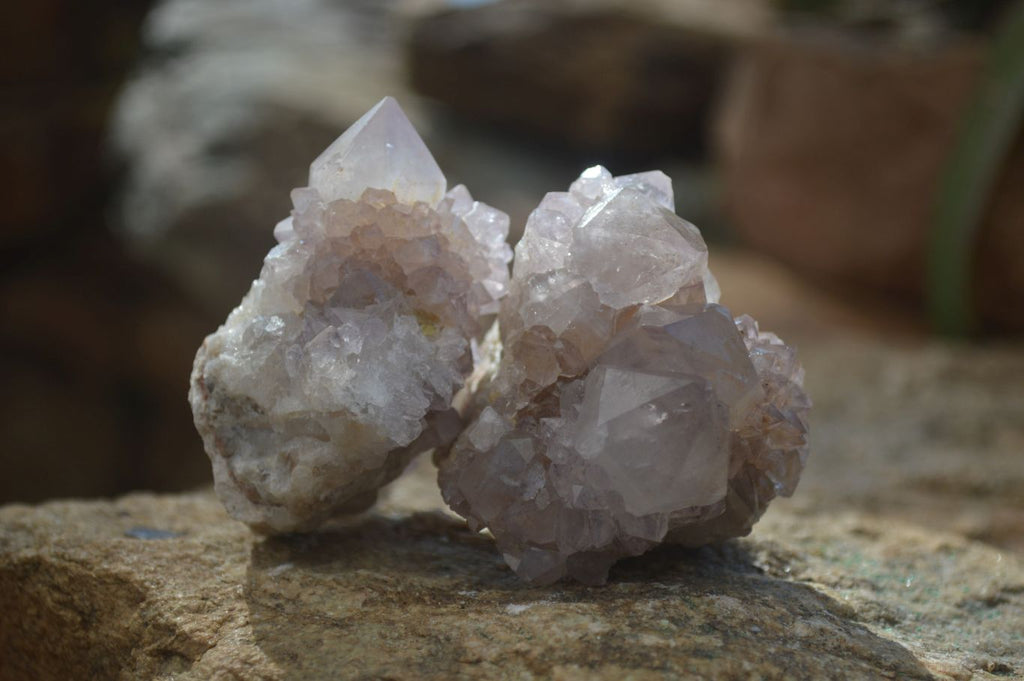 Natural Cactus Flower Spirit Quartz Specimens x 12 From Boekenhouthoek, South Africa - Toprock Gemstones and Minerals 