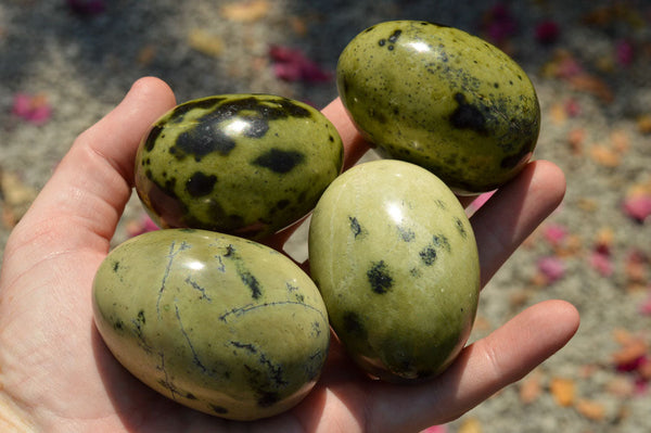 Polished Beautiful Leopard Stone Eggs  x 6 From Nyanga & Shamva, Zimbabwe - TopRock
