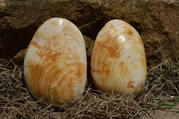 Polished XX Rare Malagasy Bivalves Fossils x 6 From Madagascar - TopRock