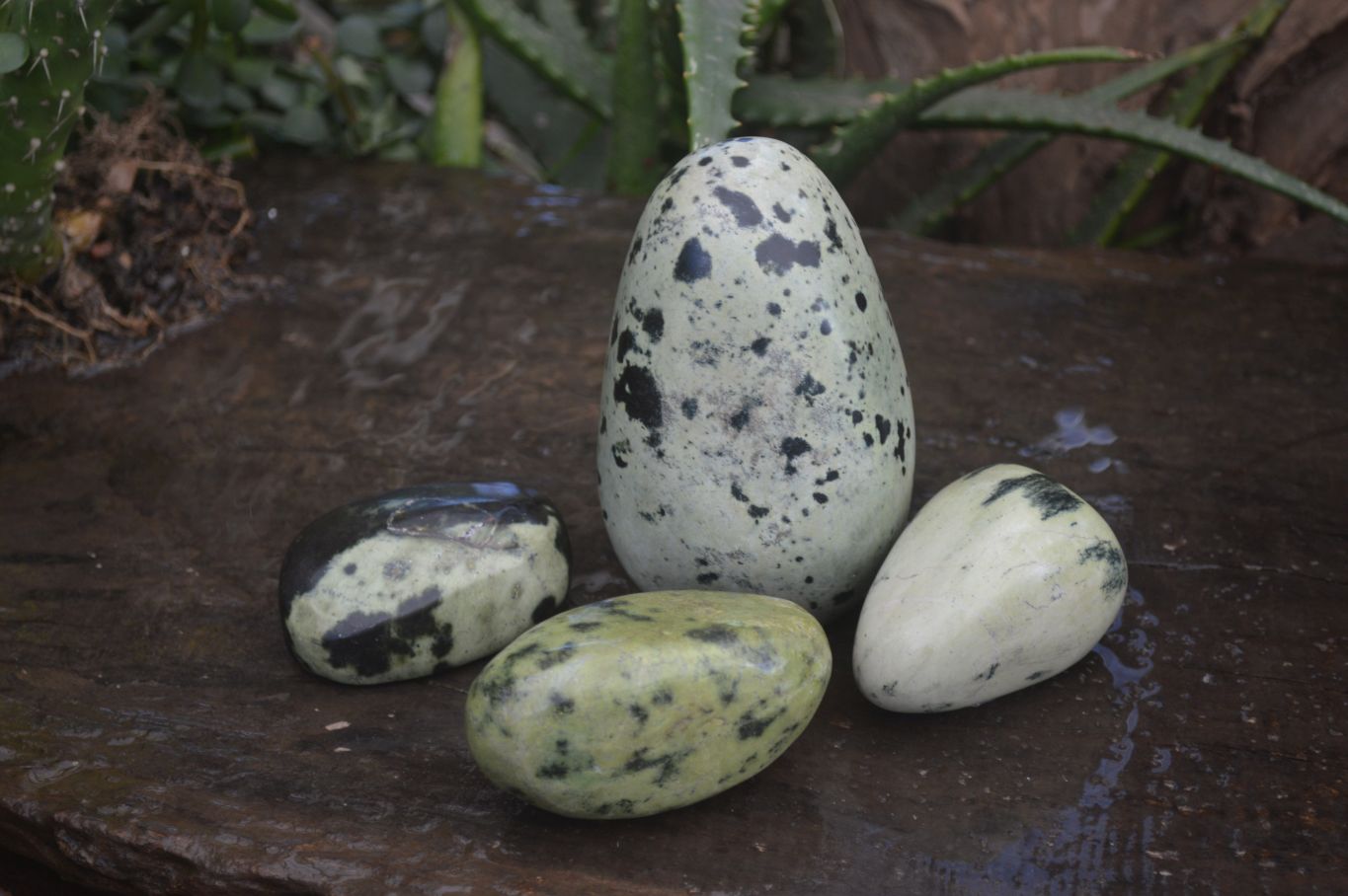 Polished Spotted Leopard Stone Free Forms  x 4 From Zimbabwe - Toprock Gemstones and Minerals 