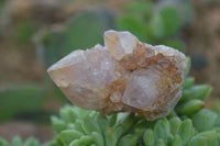 Natural Small Spirit Ametrine Quartz Clusters  x 12 From Boekenhouthoek, South Africa - Toprock Gemstones and Minerals 