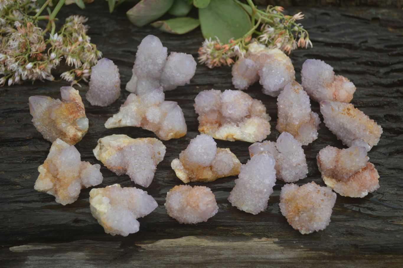 Natural Spirit Ametrine Quartz Crystals x 20 From Boekenhouthoek, South Africa - Toprock Gemstones and Minerals 