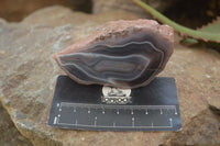 Polished River Agate Nodules  x 6 From Sashe River, Zimbabwe - Toprock Gemstones and Minerals 