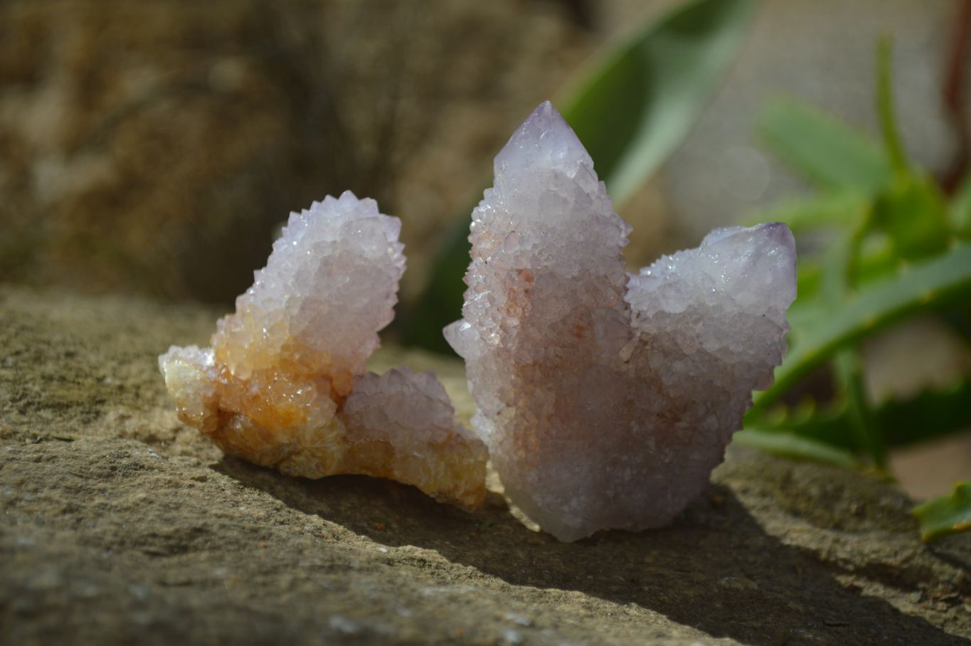 Natural Spirit Ametrine Quartz Crystals x 20 From Boekenhouthoek, South Africa - Toprock Gemstones and Minerals 