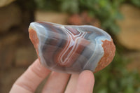 Polished River Agate Nodules  x 6 From Sashe River, Zimbabwe - Toprock Gemstones and Minerals 