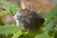 Natural Smokey Quartz Crystals x 4 From Malawi - Toprock Gemstones and Minerals 