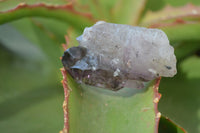 Natural Amethyst Crystals  x 12 From Chiredzi, Zimbabwe - Toprock Gemstones and Minerals 