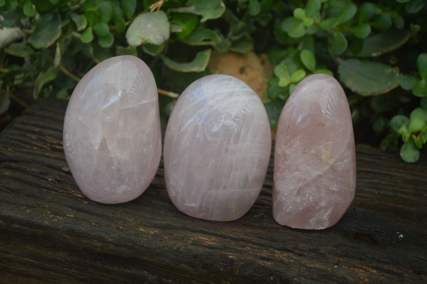 Polished Rose Quartz Standing Free Forms x 3 From Ambatondrazaka, Madagascar - Toprock Gemstones and Minerals 