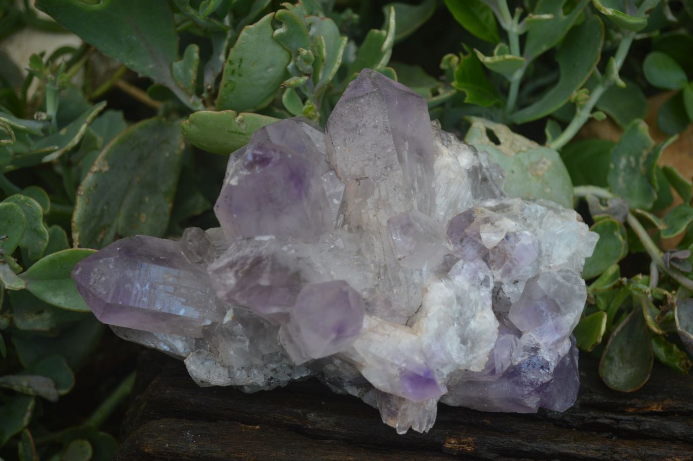 Natural Jacaranda Amethyst Clusters  x 2 From Mumbwa, Zambia - Toprock Gemstones and Minerals 
