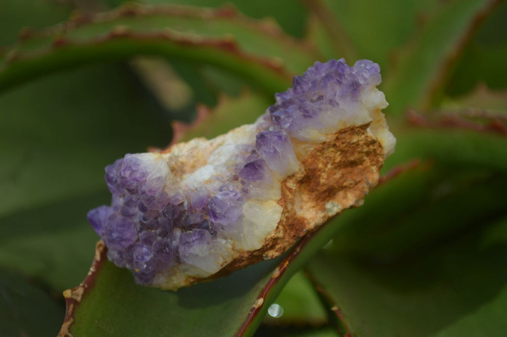 Natural Amethyst Crystal Plates x 12 From Mapatizya, Zambia - Toprock Gemstones and Minerals 