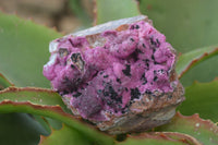 Natural Pink Salrose Cobaltion Dolomite Specimens  x 3 From Kakanda, Congo
