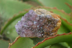 Natural Amethyst Crystal Plates x 12 From Mapatizya, Zambia - Toprock Gemstones and Minerals 