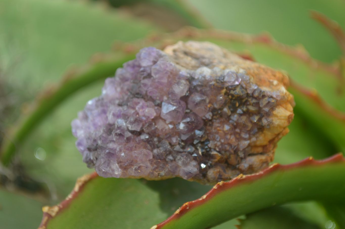 Natural Amethyst Crystal Plates x 12 From Mapatizya, Zambia - Toprock Gemstones and Minerals 