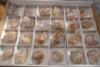 Natural Mixed Spirit Quartz Crystal Specimens x 24 From Boekenhouthoek, South Africa - Toprock Gemstones and Minerals 