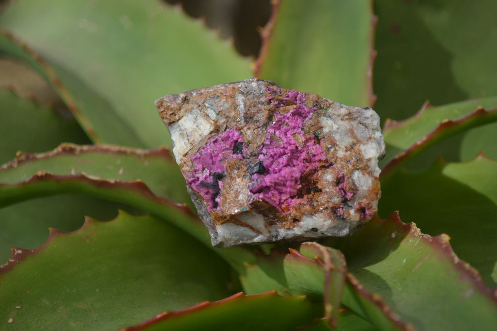 Natural Pink Salrose Cobaltion Dolomite Specimens  x 6 From Kakanda, Congo - Toprock Gemstones and Minerals 