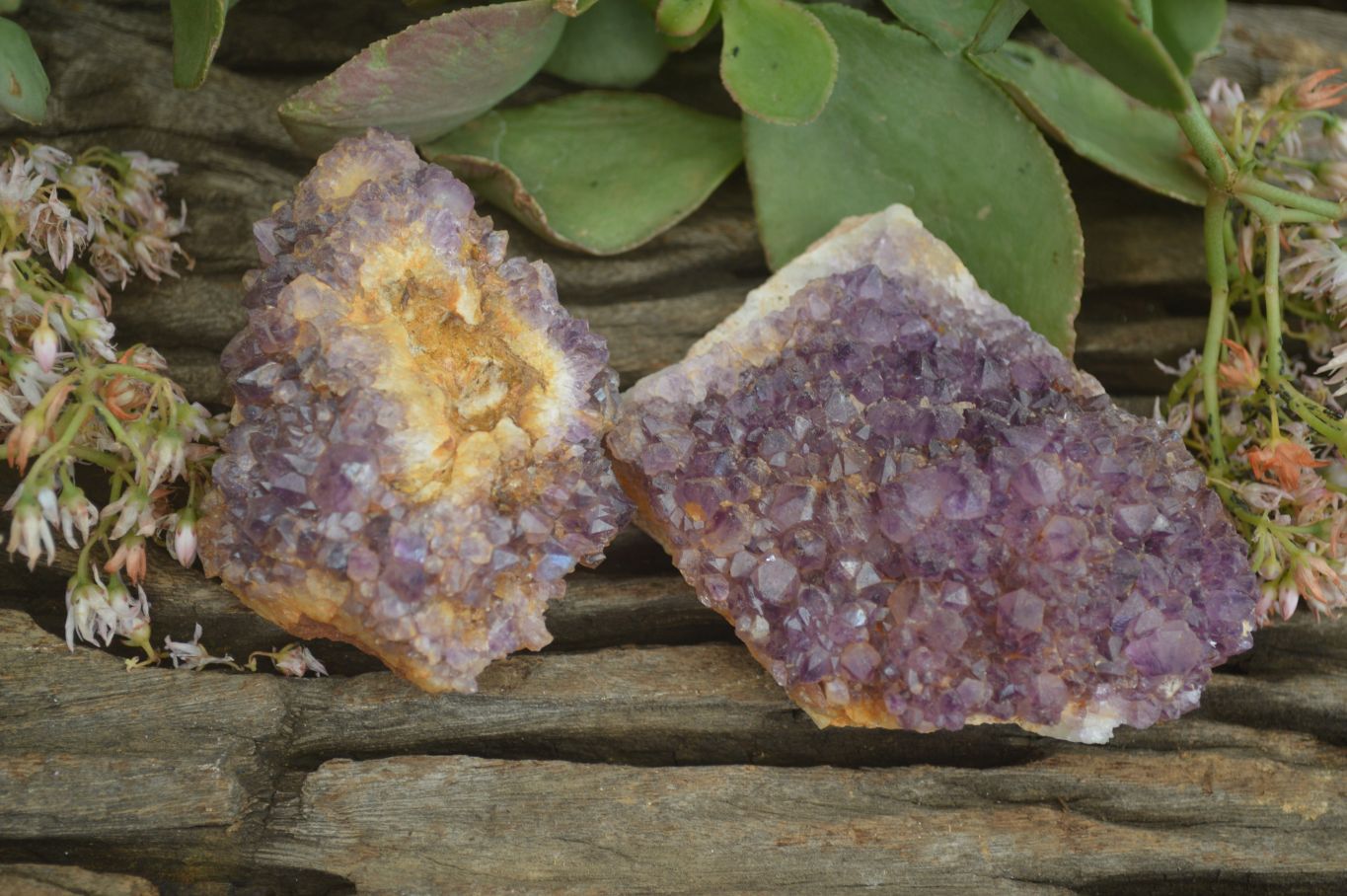 Natural Amethyst Crystal Plates x 12 From Mapatizya, Zambia - Toprock Gemstones and Minerals 