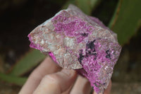 Natural Pink Salrose Cobaltion Dolomite Specimens  x 3 From Kakanda, Congo