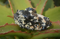 Natural Schorl Black Tourmaline Specimens x 6 From Erongo, Namibia - Toprock Gemstones and Minerals 
