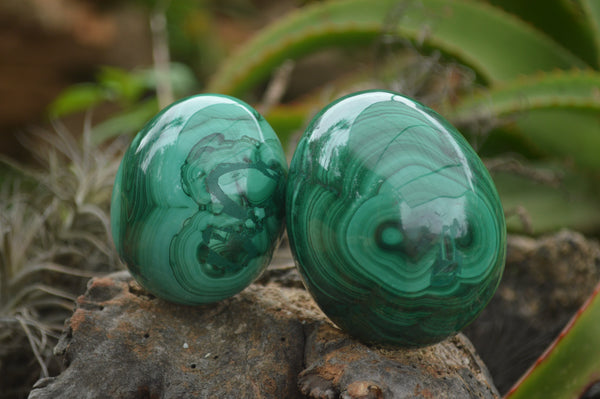 Polished Flower Malachite Eggs  x 2 From Congo - TopRock
