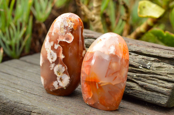 Polished Beautiful Coral Flower Agate Standing Free Forms  x 3 From Madagascar - TopRock