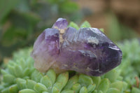 Natural Large Smokey Amethyst / Window Amethyst Crystals  x 12 From Chiredzi, Zimbabwe - Toprock Gemstones and Minerals 
