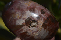 Polished Red Podocarpus Petrified Wood Standing Free Forms x 3 From Mahajanga, Madagascar - Toprock Gemstones and Minerals 