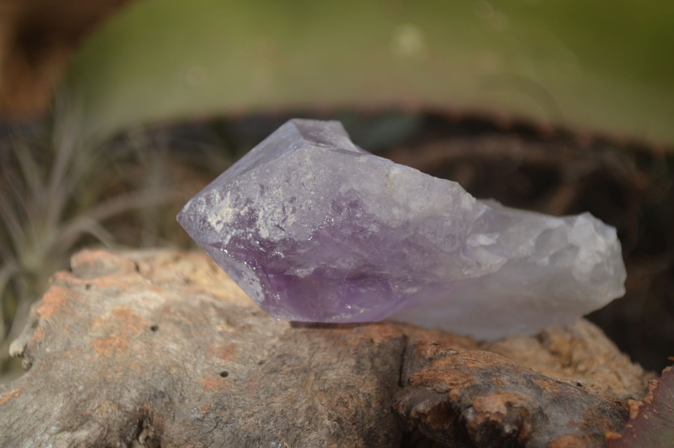 Natural Single Jacaranda Amethyst Crystals x 12 From Mumbwe, Zambia - Toprock Gemstones and Minerals 
