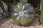 Polished Green Verdite Pumpkin Carving x 1 From Mazoe, Zimbabwe - Toprock Gemstones and Minerals 