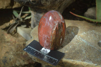 Polished Red Podocarpus Petrified Wood Standing Free Forms x 3 From Mahajanga, Madagascar - Toprock Gemstones and Minerals 