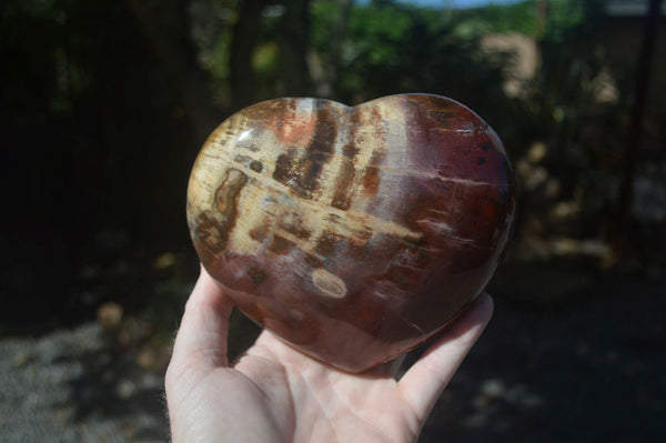 Polished Large Petrified Red Podocarpus Wood Heart  x 1 From Madagascar - Toprock Gemstones and Minerals 