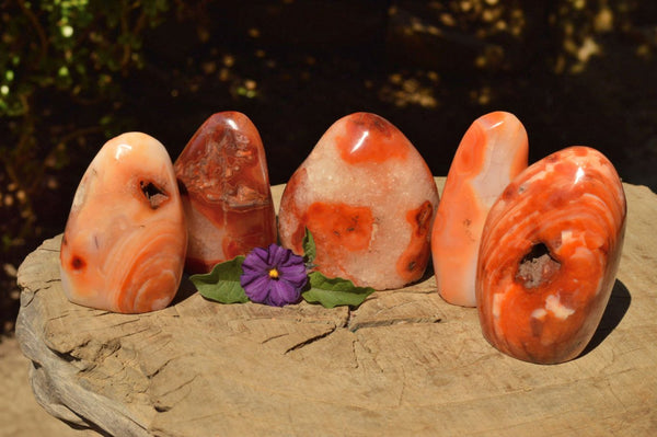 Polished Vibrant Carnelian Agate Standing Free Forms  x 5 From Madagascar - TopRock