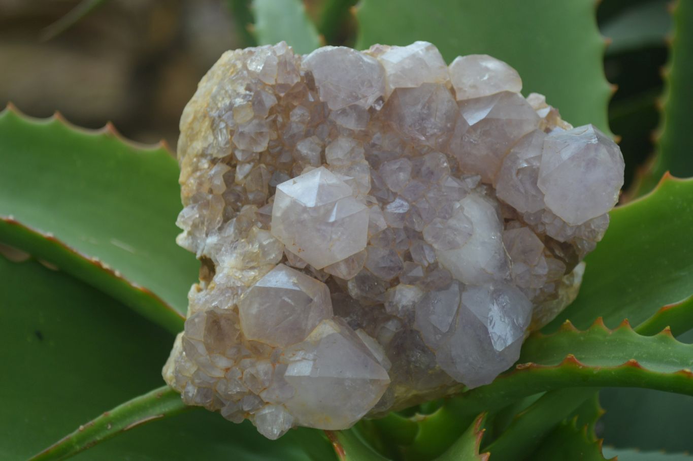 Natural Spirit Amethyst Quartz Clusters  x 4 From Boekenhouthoek, South Africa - Toprock Gemstones and Minerals 