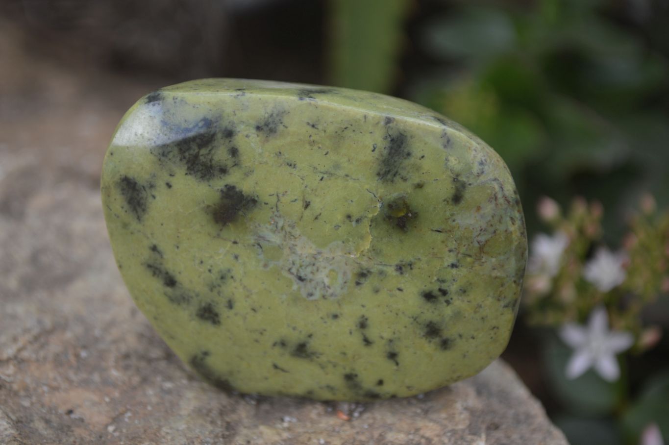 Polished Spotted Leopard Stone Free Forms  x 12 From Zimbabwe - Toprock Gemstones and Minerals 