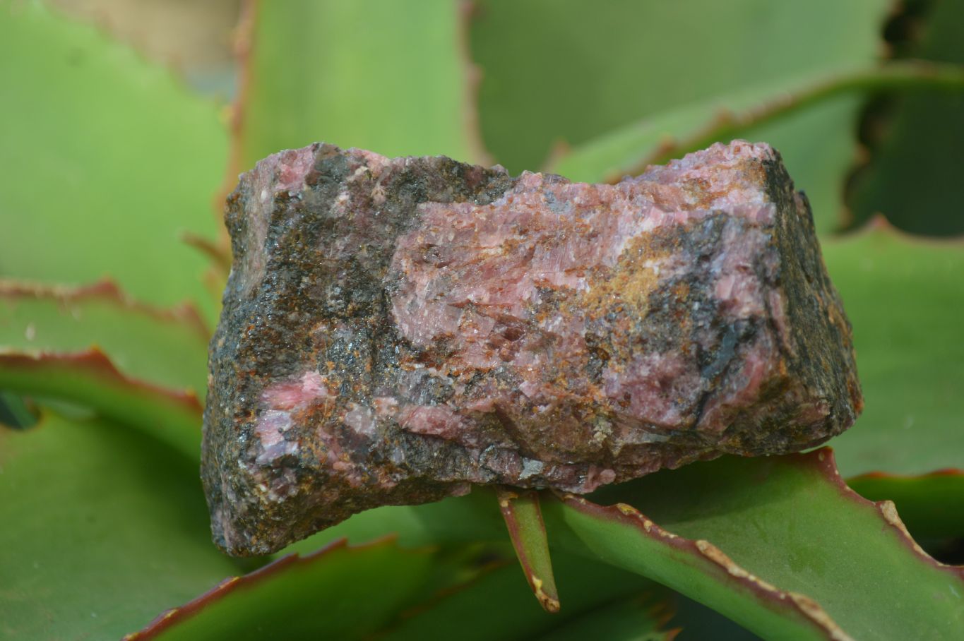 Natural Rough Red Rhodonite Specimens x 6 From Zimbabwe - Toprock Gemstones and Minerals 