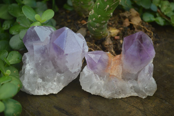 Natural Small Jacaranda Amethyst Specimens  x 12 From Mumbwa, Zambia - Toprock Gemstones and Minerals 