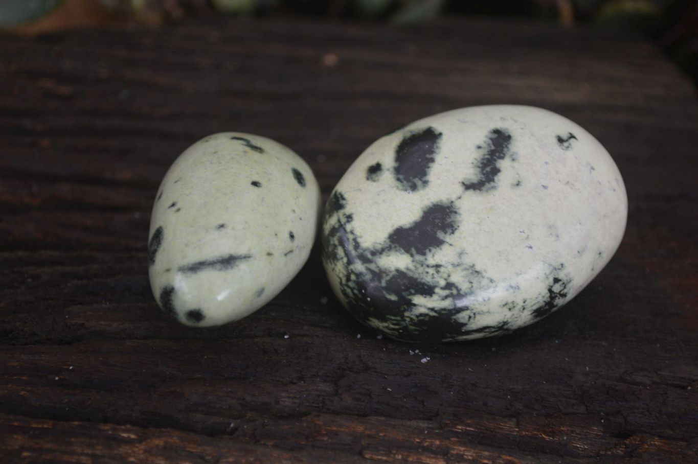 Polished Spotted Leopard Stone Free Forms  x 12 From Zimbabwe - Toprock Gemstones and Minerals 